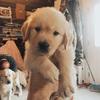 Ellen Gosselin - @winston_gretriever6 - TikTok