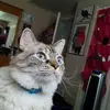 elleliteration.gaming - @elleliteration.gaming - TikTok
