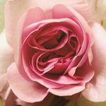 Ellen Graber Donohue - @graberdonohue - Instagram