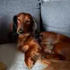 Ellen Grande - @ellen.grande2 - TikTok