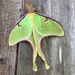 Ellen Greer Harris - @ellengreerharris - Instagram