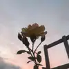 ellen.xo - @ellenhack.xo - TikTok