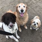 Ellen Halverson - @barksatthebeach19 - Instagram