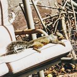Ellen Hamburg - @chonkersquirrel - Instagram