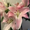 Elle Hamill - @random.elle13 - TikTok
