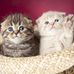 Ellen Hammer - Facebook