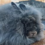 Ellen Hanson - @aboundingfulfarm - Instagram