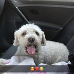 Ellen Boots - @ellenharms70 - Instagram