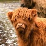 Ellen Hines - @ellenhines196 - Instagram