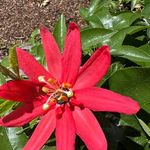 Junie Ellen Hostetler - @junieellenhostetler - Instagram