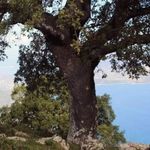 Ellen_T_house - @ellen_t_house_lefkada_hellas - Instagram