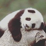 ellen_howells🐼 - @ellen_howells9 - Instagram
