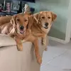buddy - @ellenbeattyhowes - TikTok