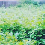 ellen hudson - @ellenthesinger2003 - Instagram