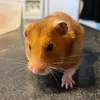 Ellen - @ellen.huggett_ - TikTok