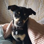 Ellen Huggett - @leothechiweenie4 - Instagram