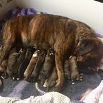 Ellen Hutson - @sugars_babies - Instagram