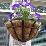 Ellen Ivey - @eliplants - Instagram