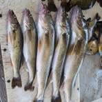 Alan Kerber - Facebook