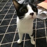 Ellen Killough - @catsfifteen - Instagram