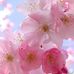 Ellen Kim - Facebook