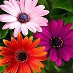 Jo Ellen Kohl - @angelcat1249 - Instagram