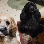Sue-Ellen Heighton Langille - @heightonlangille - Instagram