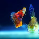 Ellen Lentsch - @fisharemyfavorite99 - Instagram