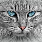 Ellen Lentsch - @catsaremyfavorite42 - Instagram