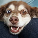Ellen Lentsch - @dogsaremyfavorite99 - Instagram