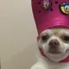 elle - @elleeelesher - TikTok