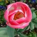 Ellen Levitt - Facebook