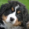 Eli Lichtenstein - @elilichtenstein - TikTok