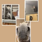 @ellen_lilly_estrid_hast141312 - Instagram