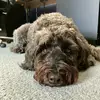 Elly Linehan - @ellyisdajelly - TikTok
