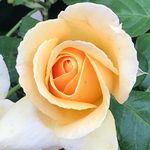 Ellen Link - @evrmc54 - Instagram