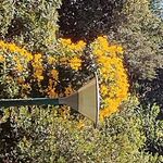 ellen lippert de oliveira - @lipp_ert - Instagram