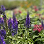 David James Loewen - @ellensburgloewengreenhouses - Instagram