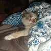 ellenlogan8 - @ellenlogan8 - TikTok
