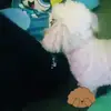 Ellen Lorenzi - @ellenlorenzi8 - TikTok