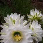 Ellen Lowman - Facebook