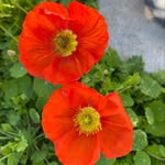 Ellen Varn Lowman - @ellenl7958 - Instagram
