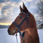 Ellen Lund - @ellenlund.eq - Instagram