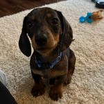 Ellen McLean - @moose_and_his_mom - Instagram