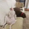 Ellen Mclean - @ellen.mclean5 - TikTok