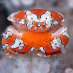 Ellen Muller - @themoonlitreef - Instagram