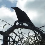 Ellen Murtagh - Facebook