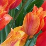 Ellen Nilsen - @nilsen7528 - Instagram