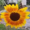 ellennilsen667 - @ellennilsen667 - TikTok