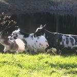 Sallie Ellen Nolan - @everlandfarm - Instagram